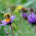 Busy Bee by lynnz