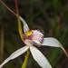 White Spider Orchid by gosia