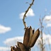 Dried Yucca Flower by harbie