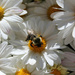 Let it Bee... by lauriehiggins