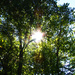Sun Peaking Through the Trees by april16