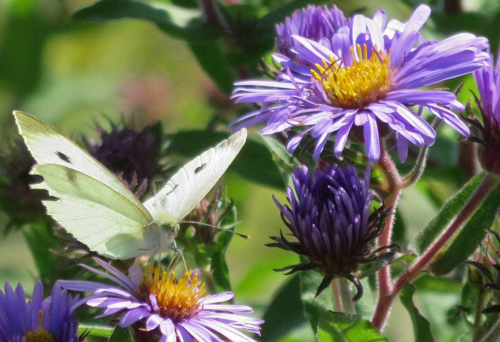 Cabbage Butterfly and Purple Aster 2 by rminer
