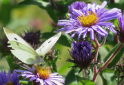 23rd Sep 2014 - Cabbage Butterfly and Purple Aster 2