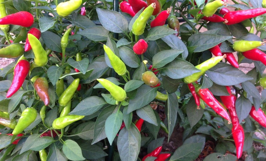Hot Peppers by handmade