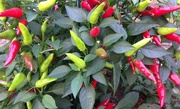 24th Sep 2014 - Hot Peppers