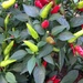 Hot Peppers by handmade