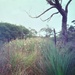 Grass trees by peterdegraaff