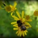 bee on ragwort by quietpurplehaze