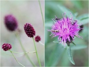 13th Sep 2014 - Here are two of them - Greater Burnet and Knapweed
