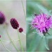 Here are two of them - Greater Burnet and Knapweed by oldjosh