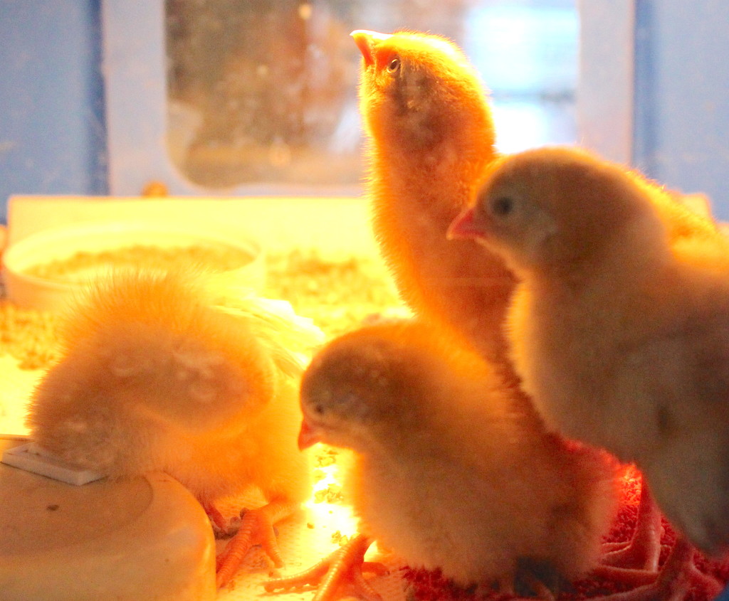 Curious chicks by kiwinanna