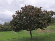24th Sep 2014 - My tree in September