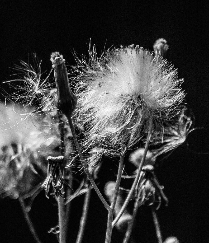 Weeds by darylo