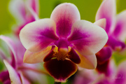 24th Sep 2014 - Orchid