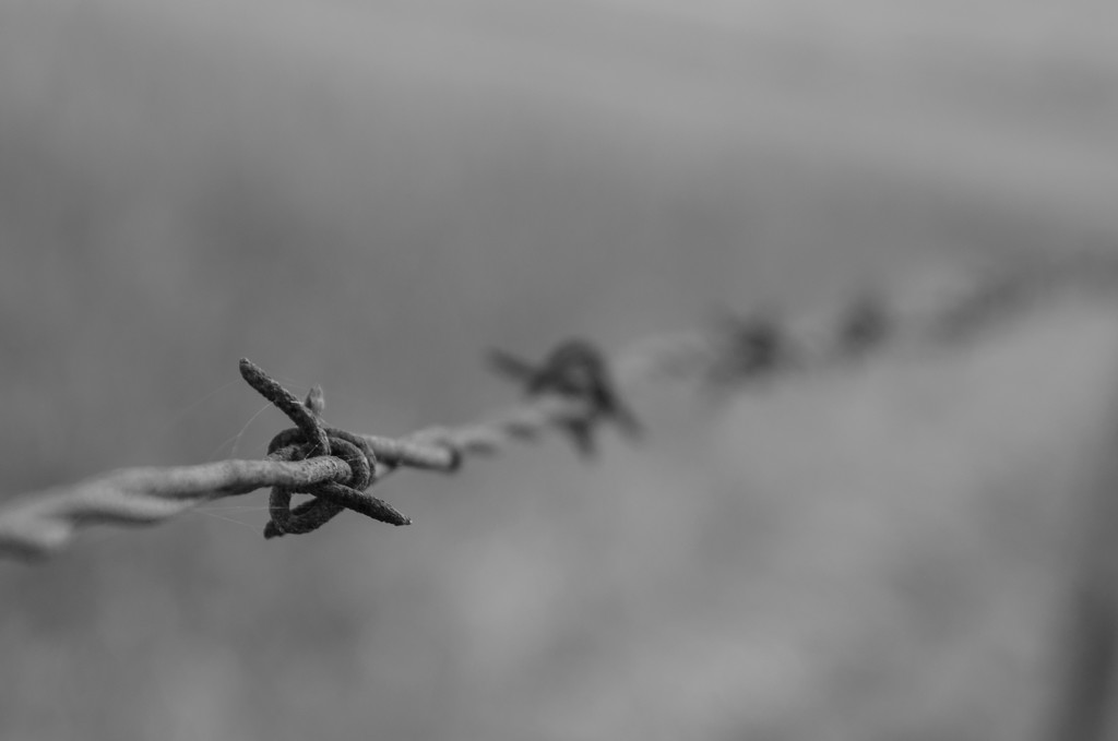 Barbed wire by salza