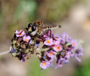 24th Sep 2014 - Bearded Assassin in the Butterfly Bush
