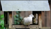 24th Sep 2014 - Sweet little collared dove
