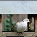 Sweet little collared dove by rosiekind