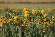 18th Sep 2014 - Sunflowers