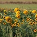 Sunflowers by kimmer50