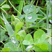 24th Sep 2014 - Raindrops on clover....