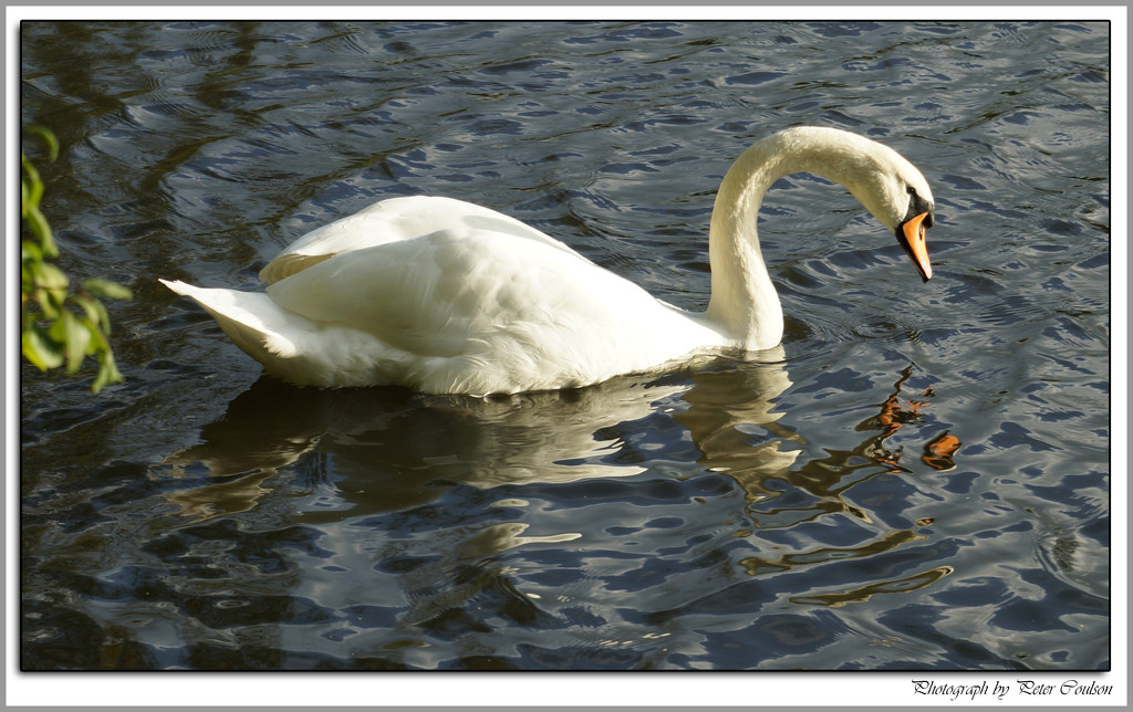 White Swan by pcoulson