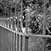 Fence  by parisouailleurs