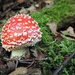Fly agaric by roachling