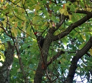 18th Sep 2014 - Pileated Woodpecker