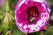 24th Sep 2014 - Pollen collector!