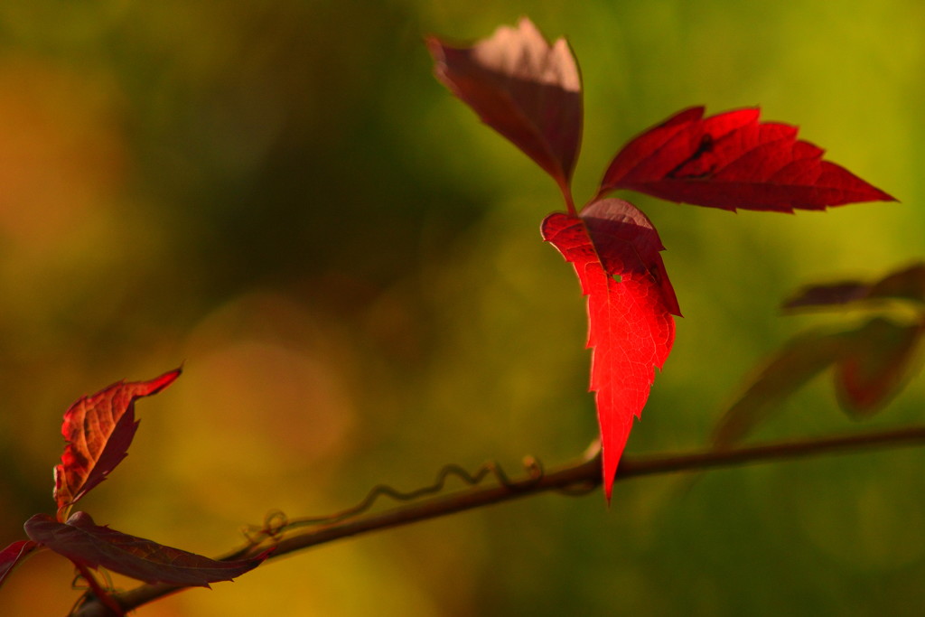 Autumn Red by jayberg