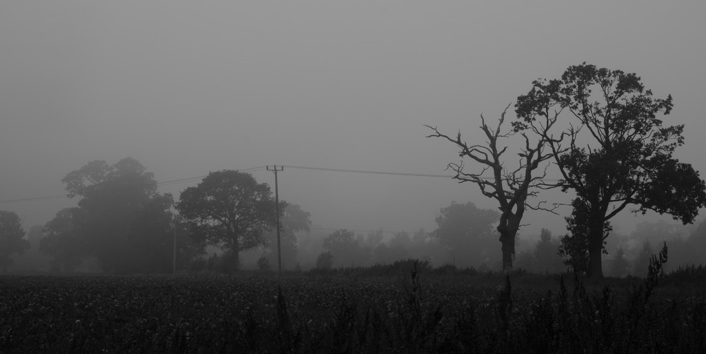Misty trees by manek43509