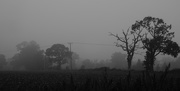 19th Sep 2014 - Misty trees