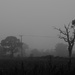 Misty trees by manek43509