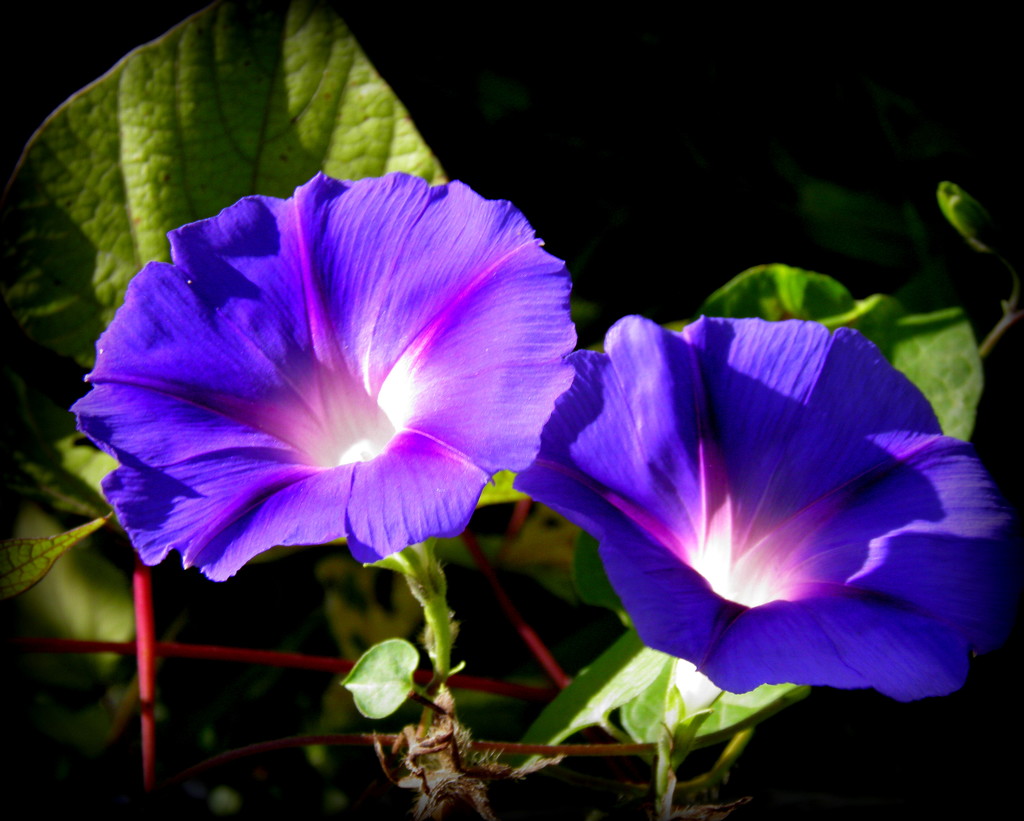 September 24: Morning glories side by side by daisymiller