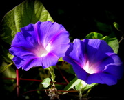 24th Sep 2014 - September 24: Morning glories side by side