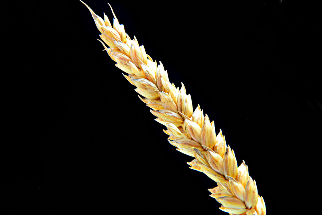 wheat by summerfield