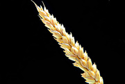 24th Sep 2014 - wheat