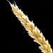 wheat by summerfield