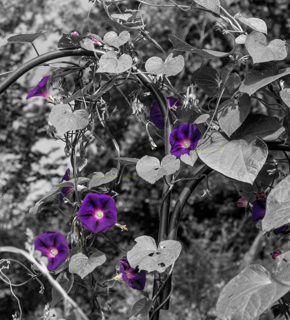 another view of morning glories by randystreat