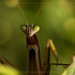 Mantis Mug Shot by lyndemc