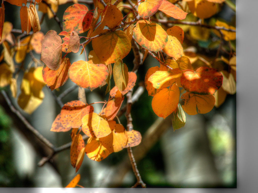 Aspen Leaves by khrunner