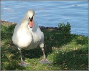 25th Sep 2014 - Swan -- just waddling along ! 