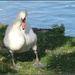 Swan -- just waddling along !  by beryl