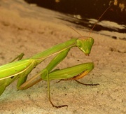24th Sep 2014 - Praying Mantis