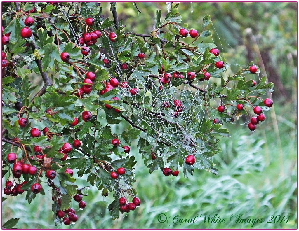 Web And Berries by carolmw