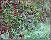 25th Sep 2014 - Web And Berries