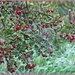 Web And Berries by carolmw