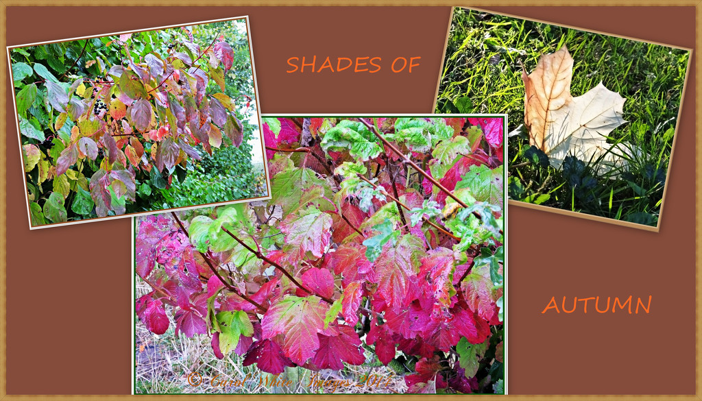 Shades Of Autumn by carolmw