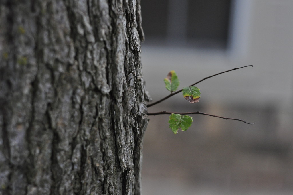 Twigs or Branches  _DSC0236 9.25.14 by jin1x